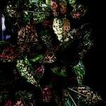 Aglaonema Army Pink