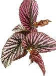 Begonia brevirimosa - dorosła roślina