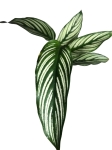 Goeppertia (Calathea) elliptica "Vitatta" - dorosła forma