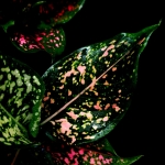 Aglaonema Army Pink