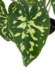 Caladium Hilo Beauty - L