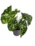 Caladium Hilo Beauty - L