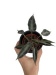 Alocasia amazonica Dwarf - S