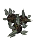 Alocasia amazonica Dwarf - S