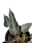 Alocasia amazonica Dwarf - S