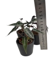 Alocasia amazonica Dwarf - S