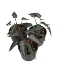 Alocasia amazonica Dwarf - S