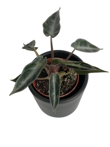 Alocasia  amazonica 'Dwarf' - S