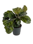 Calathea Fasciata - L