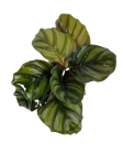 Calathea Fasciata - L