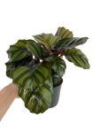 Calathea Fasciata - L