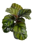 Calathea Fasciata - L