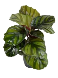 Calathea Fasciata - L