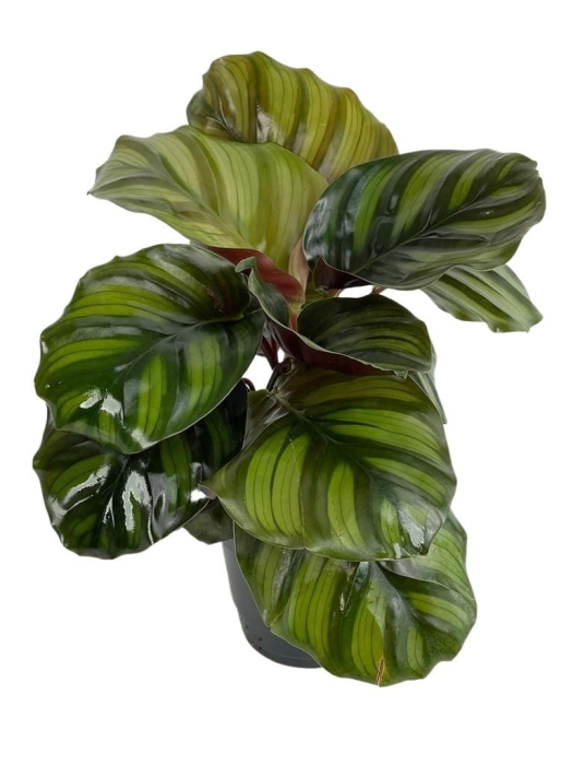 Calathea Fasciata - L