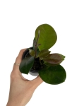 Hoya australis - S