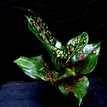 Aglaonema Army Pink - M