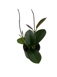 Hoya australis - S