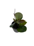 Hoya australis - S