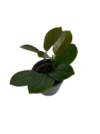 Hoya australis - S