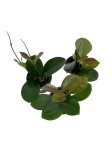 Hoya australis - S