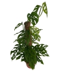 Monstera adansonii var. laniata - XL