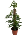 Monstera adansonii var. laniata - XL