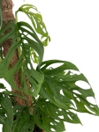 Monstera adansonii var. laniata - XL