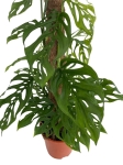 Monstera adansonii var. laniata - XL