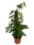 Monstera adansonii var. laniata - XL