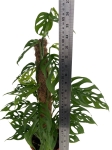 Monstera adansonii var. laniata - XL