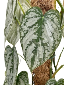 Philodendron brandtianum - cięty węzeł
