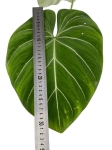 Philodendron gloriosum "White Veins" - XL