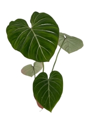 Philodendron gloriosum "White Veins"