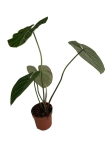 Philodendron gloriosum "White Veins" - XL
