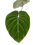 Philodendron gloriosum "White Veins" - XL