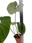 Philodendron gloriosum "White Veins" - XL