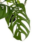 Monstera Esqueleto - XL