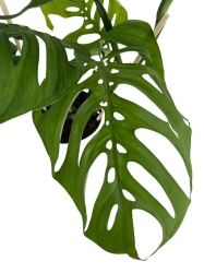 Monstera Esqueleto duża na paliku