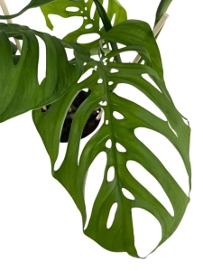 Monstera Esqueleto duża na paliku