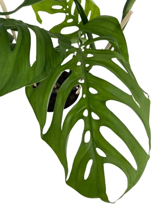 Monstera Esqueleto - XL