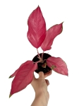 Aglaonema flamingo - M