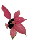 Aglaonema flamingo - M