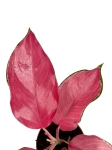 Aglaonema flamingo - M