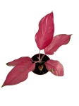 Aglaonema flamingo - M