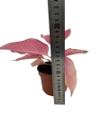 Aglaonema flamingo - M