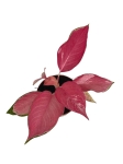 Aglaonema flamingo - M