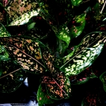 Aglaonema Army Pink