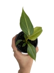 Philodendron gloriosum mix of forms - S