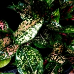 Aglaonema Army Pink