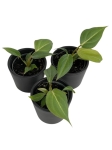 Philodendron gloriosum mix of forms - S